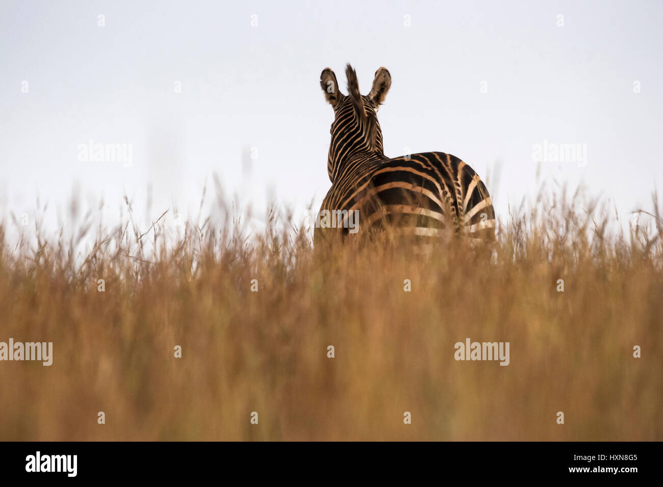 Le pianure Zebra (Equus quagga) Foto Stock