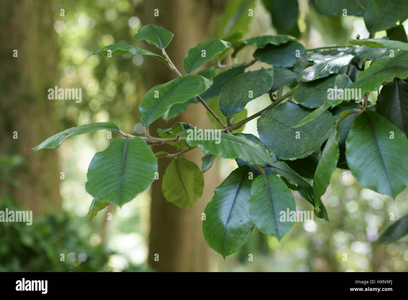 Photinia prionophylla Foto Stock