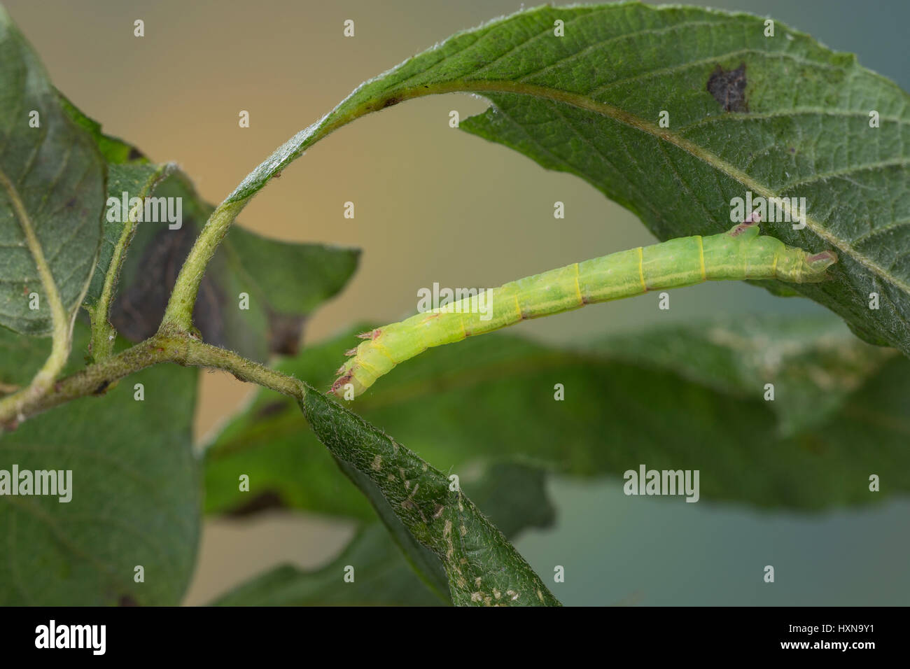 Braunstirn-Weißspanner, Raupe frisst un Salweide, Cabera exanthemata, onda comune, caterpillar, la Cabère pustulée, Chiave, Geometridae, looper, loop Foto Stock