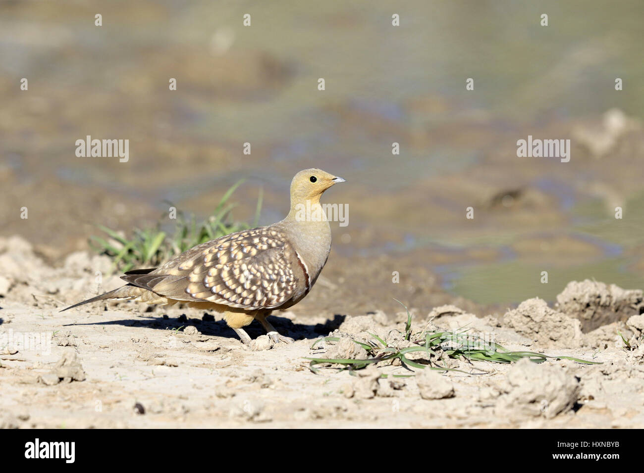 Namaqua Sandgrouse maschio Foto Stock