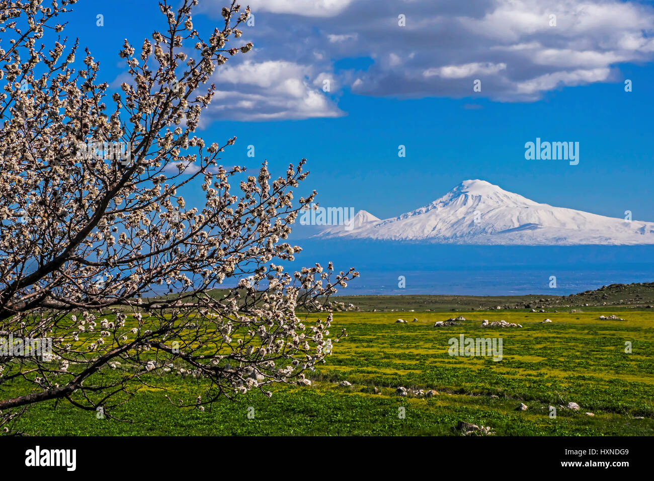 Il monte Ararat vicino a Yerevan con fioriture primaverili su albero. Foto Stock