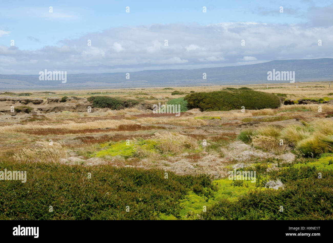 Seno Otway è un grande suono terrestre che giace tra la penisola di Brunswick e riesco isola nel sud del Cile. Foto Stock