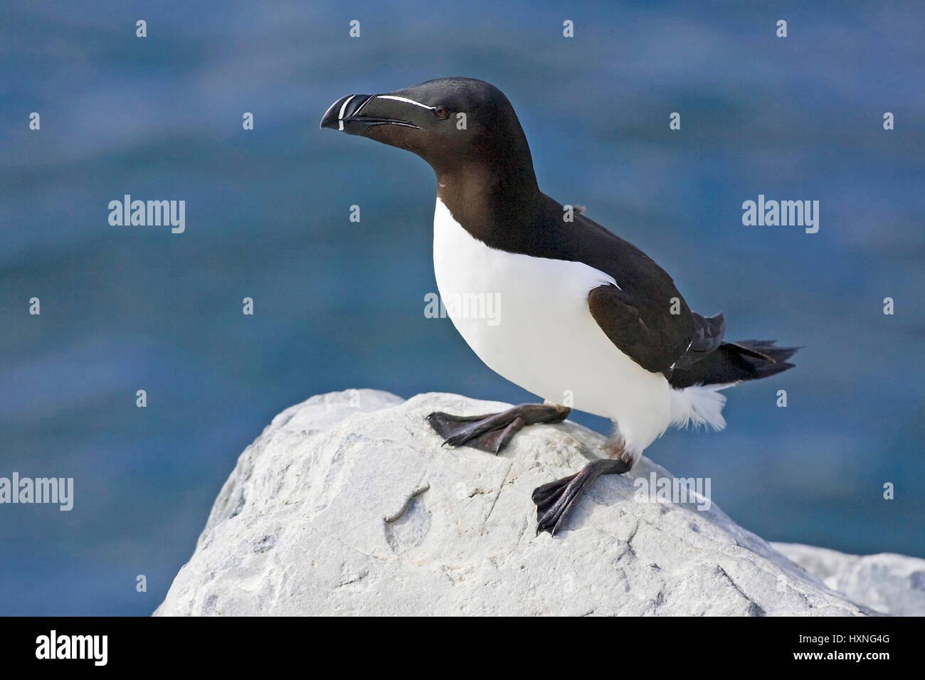 Tordalk sorge su una roccia - Razorbill sorgeva su una roccia, Tordalk steht auf einem Felsen - Razorbill stand su una roccia Foto Stock