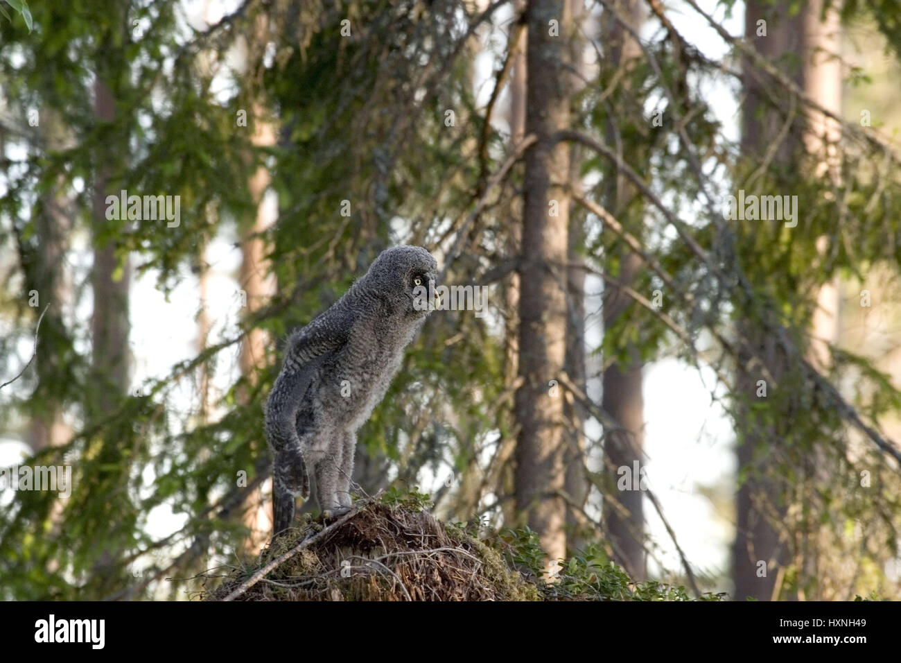 Uccello giovane attende sul suolo della foresta per l'alimentazione. Si estende. La Svezia, Jungvogel wartet am Waldboden auf Fütterung.Streckt sich. Schweden Foto Stock