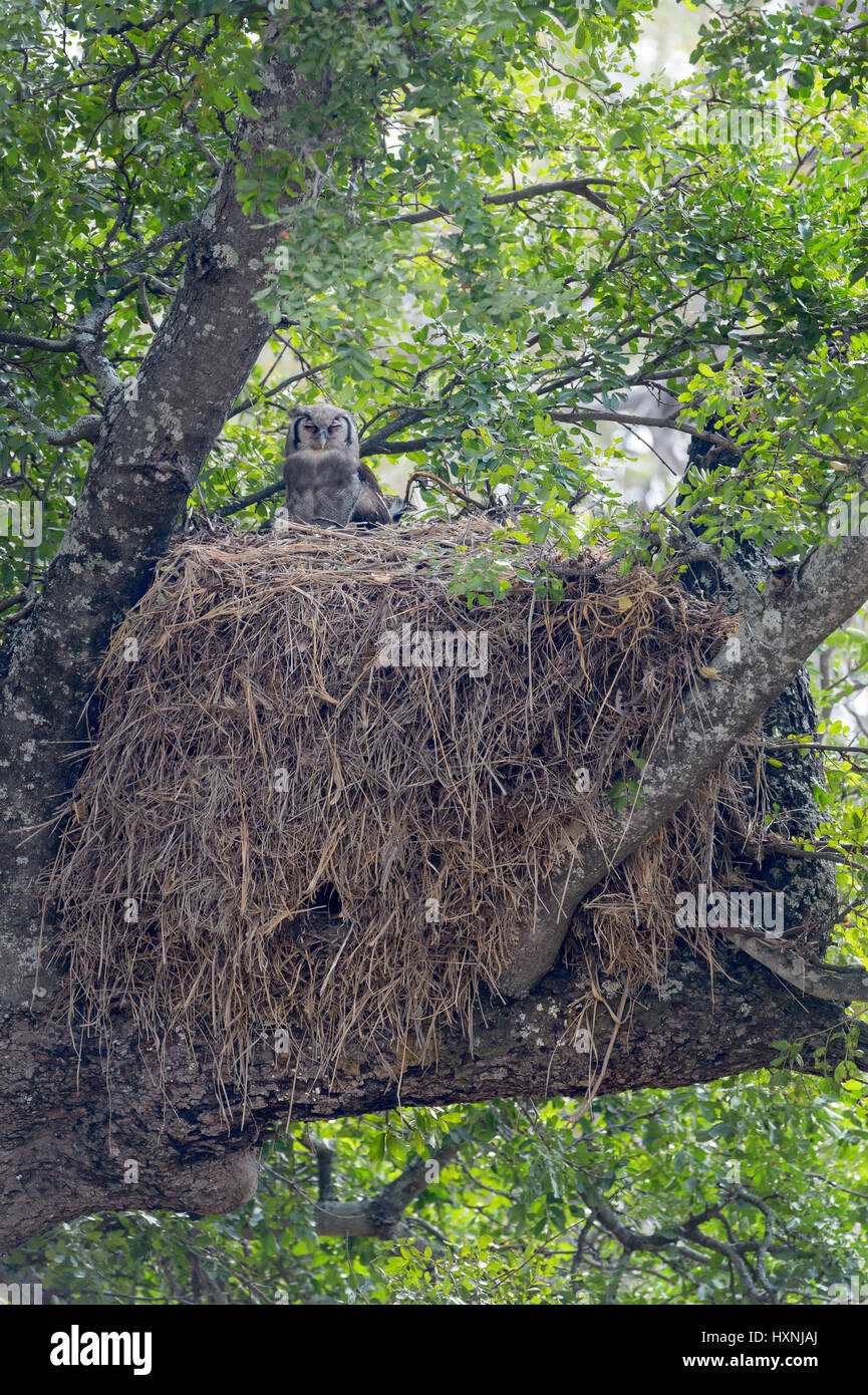 Verreaux's il gufo reale (Bubo lacteus) seduto sul Hamerkop (Scopus umbretta) nido nella struttura ad albero, parco nazionale Kruger ,Sud Africa. Foto Stock
