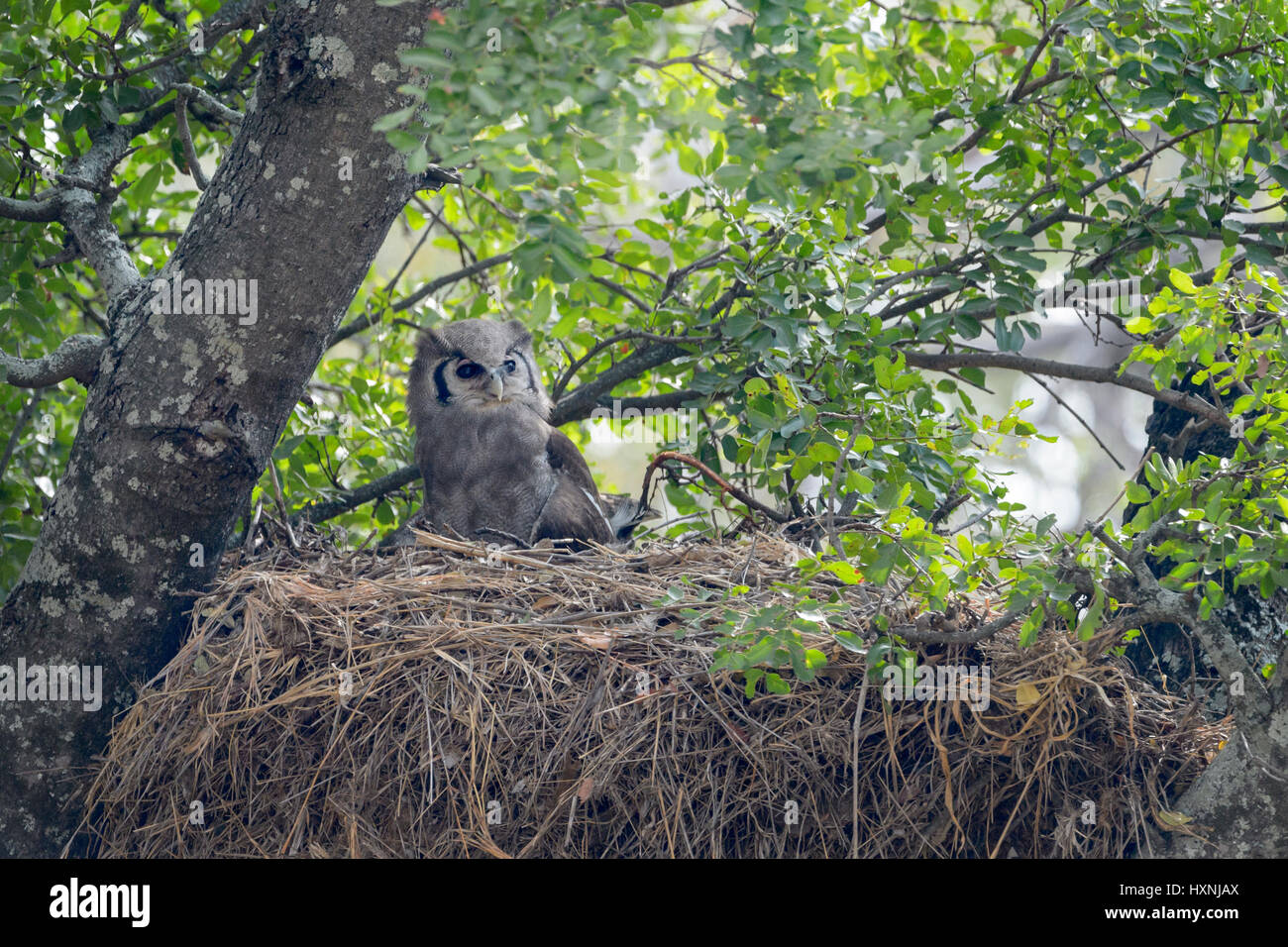 Verreaux's il gufo reale (Bubo lacteus) seduto sul Hamerkop (Scopus umbretta) nido nella struttura ad albero, parco nazionale Kruger ,Sud Africa. Foto Stock