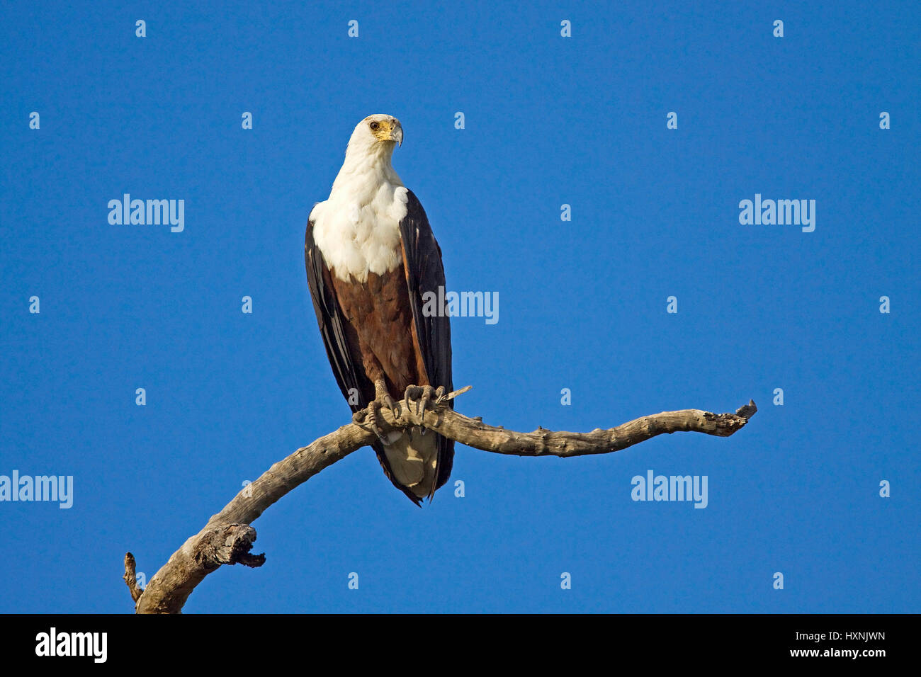 Gridare Lago Eagle, African Fish Eagle - Haliaetus vocifer, Schreiseeadler | pesce africano Eagle - Haliaetus vocifer Schreiseeadler adultes esemplare Ca Foto Stock