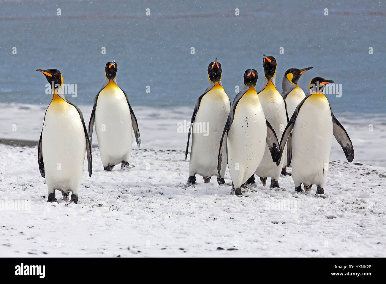 King's penguins - Suedgeorgien - Antartide, Koenigspinguine - Suedgeorgien - Antarktis Foto Stock