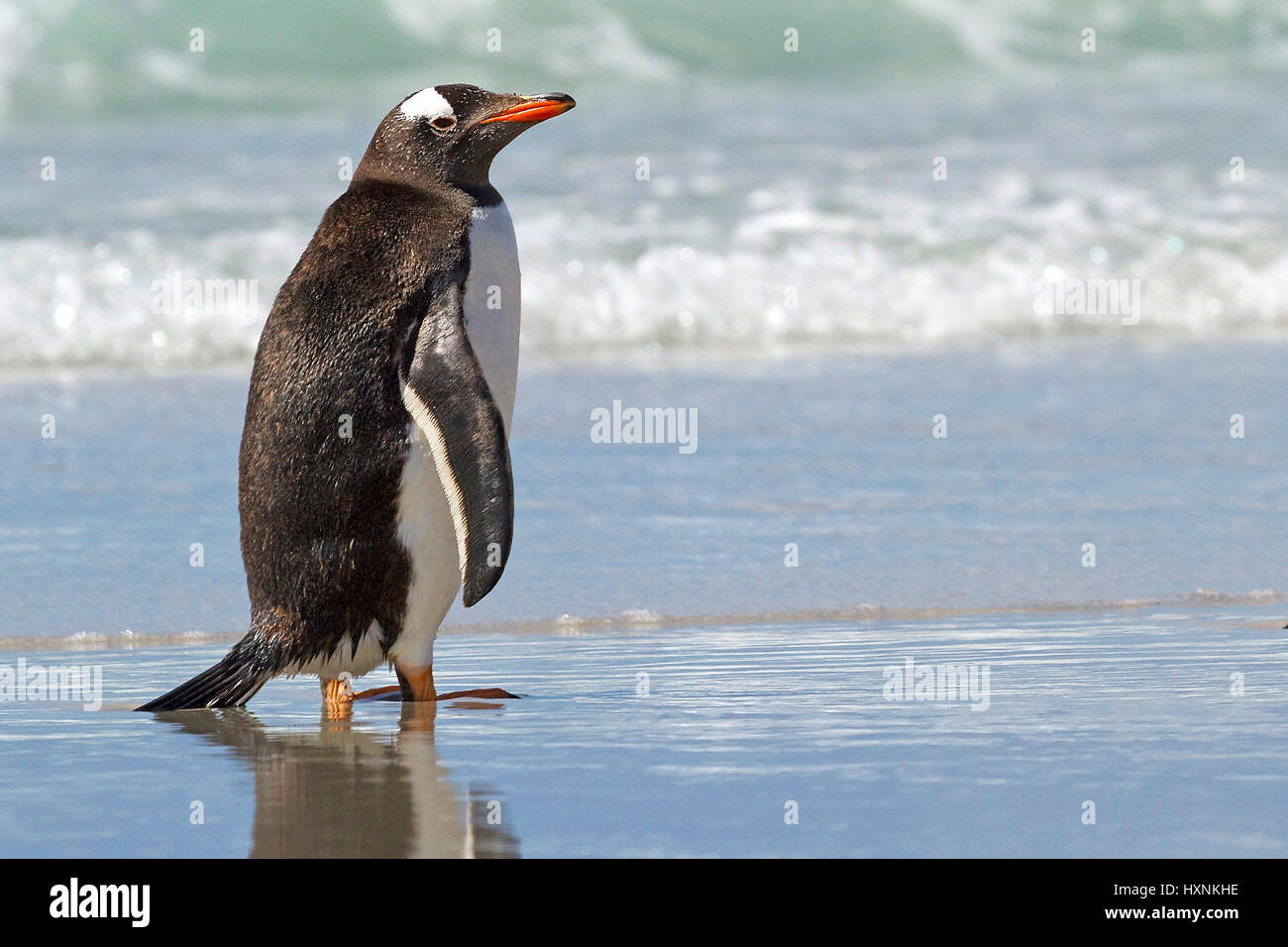 Donkey penguin - Antartide, Eselspinguin - Antarktis Foto Stock