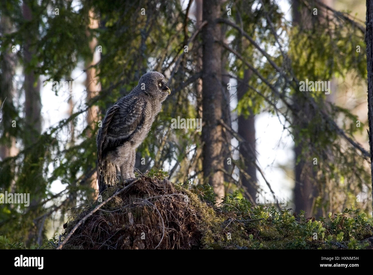 Barba owl Jungvogel si allunga se stesso. La Svezia, Bartkauz Jungvogel streckt sich.Schweden Foto Stock