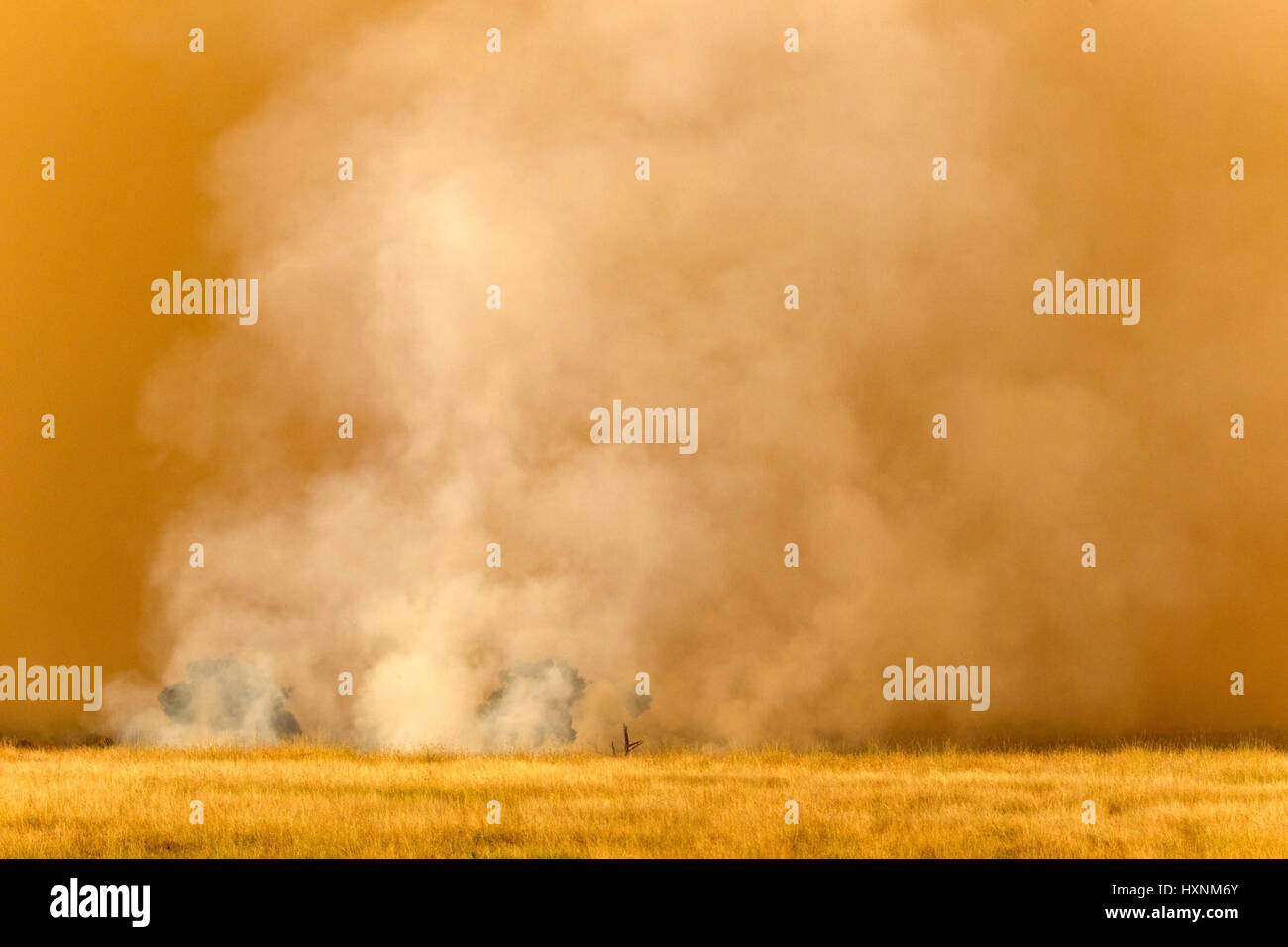 Gnu fornelli prima della tempesta di sabbia - Kenya, Gnuherde Sandsturm vor - Kenya Foto Stock