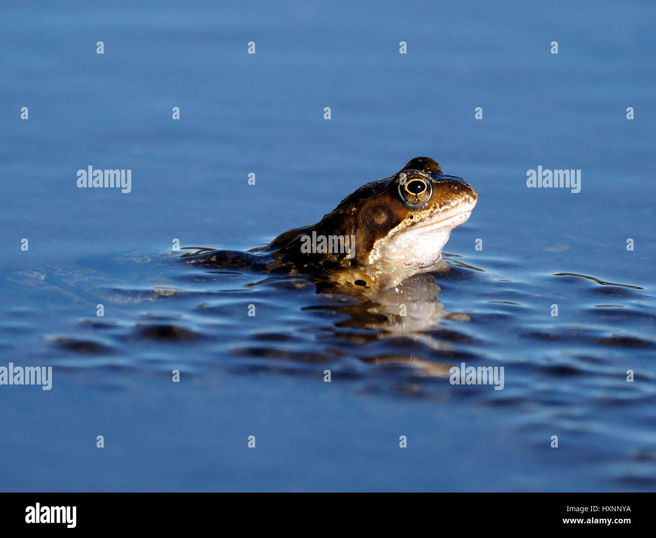 Rana nella piscina ancora riflettendo il cielo blu Foto Stock