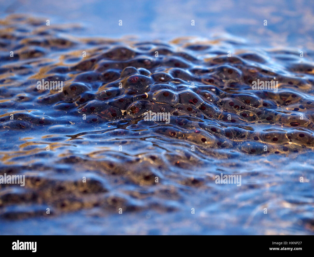 Frogspawn abbondanti in piscina poco profonda che riflette il cielo blu e la collina dorata Foto Stock