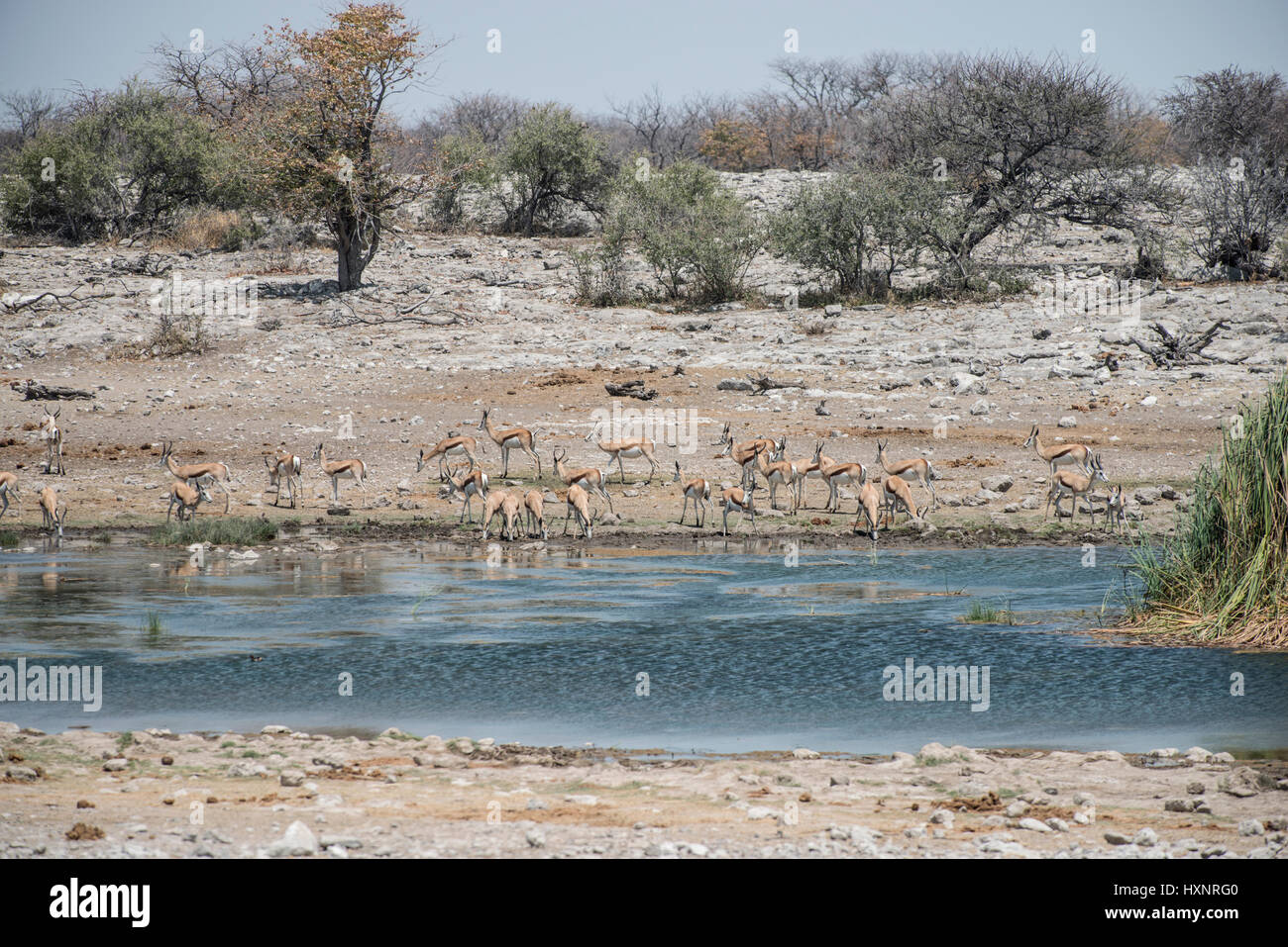 Waterhole con Springbok. Etosha, Namibia. Foto Stock