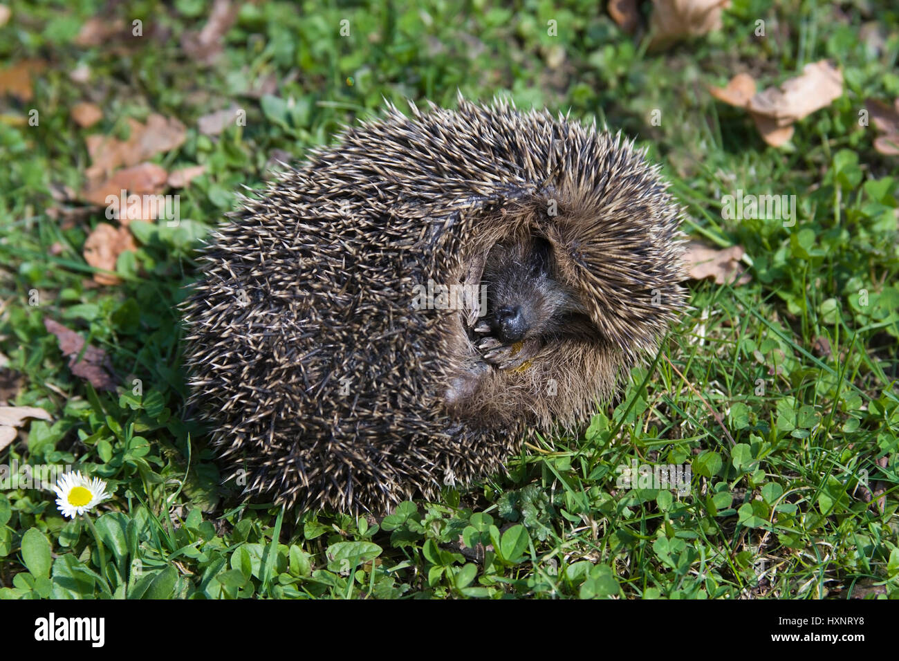 Riccio dopo l'ibernazione, Igel nach Winterschlaf dem Foto Stock