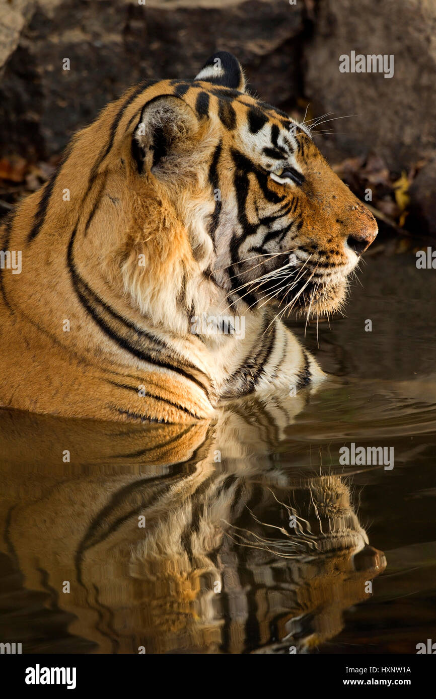 Indian Tiger - tigre del Bengala, Indischer Tigre - la tigre del Bengala Foto Stock