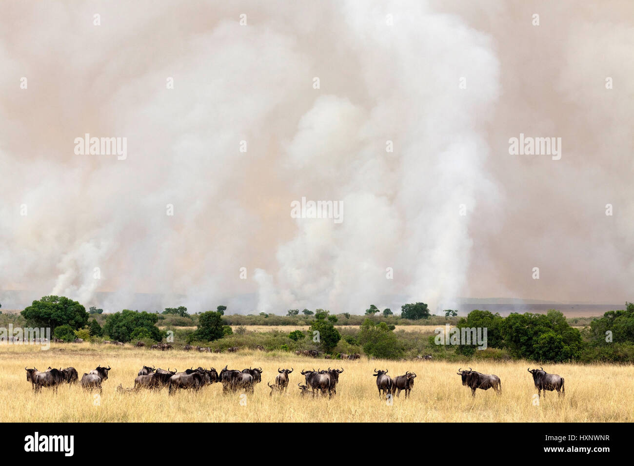 Gnu fornelli prima della tempesta di sabbia - Kenya, Gnuherde Sandsturm vor - Kenya Foto Stock