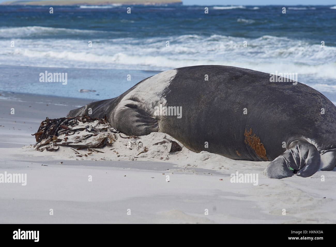 Elefante marino del sud (mirounga leonina) dormire su di una spiaggia di sabbia sulla sealion isola nelle isole Falkland. Foto Stock