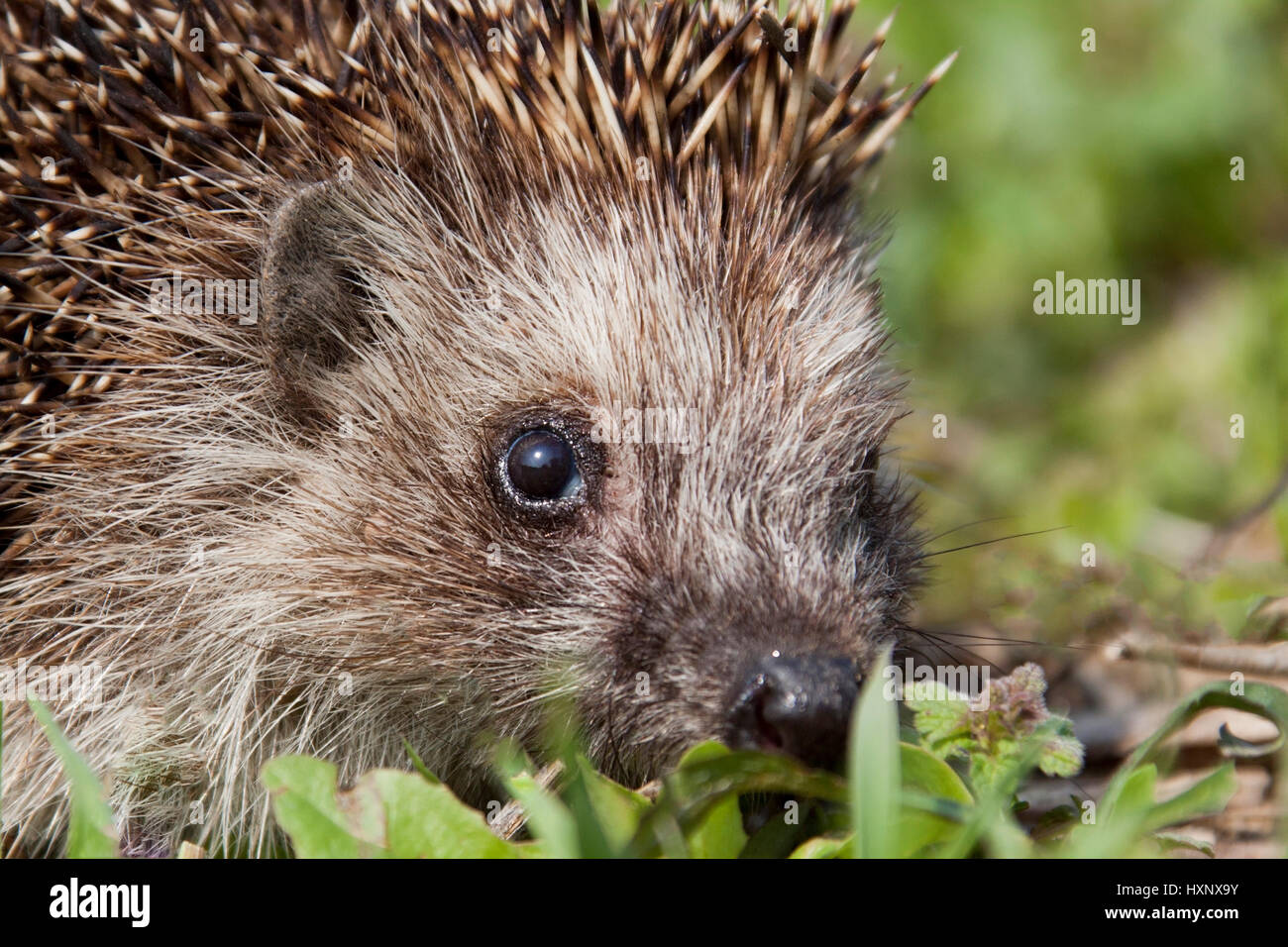 Riccio dopo l'ibernazione, Igel nach Winterschlaf Foto Stock