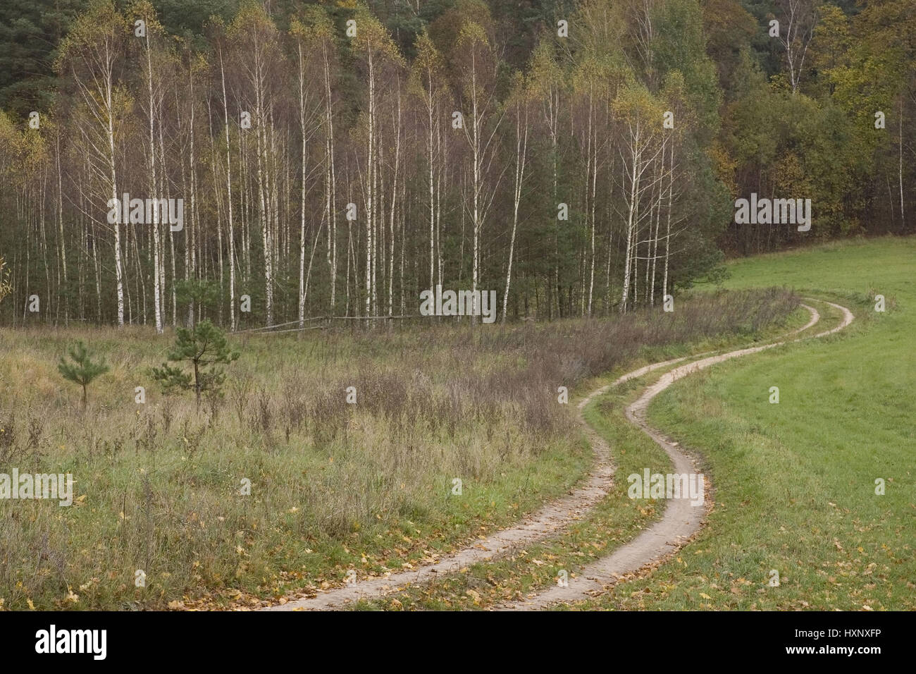 Vicolo del paese nel Autumnally legno colorato. La Masuria Polonia, Feldweg in den Herbstlich verfärbten Wald.Masuren Polen Foto Stock