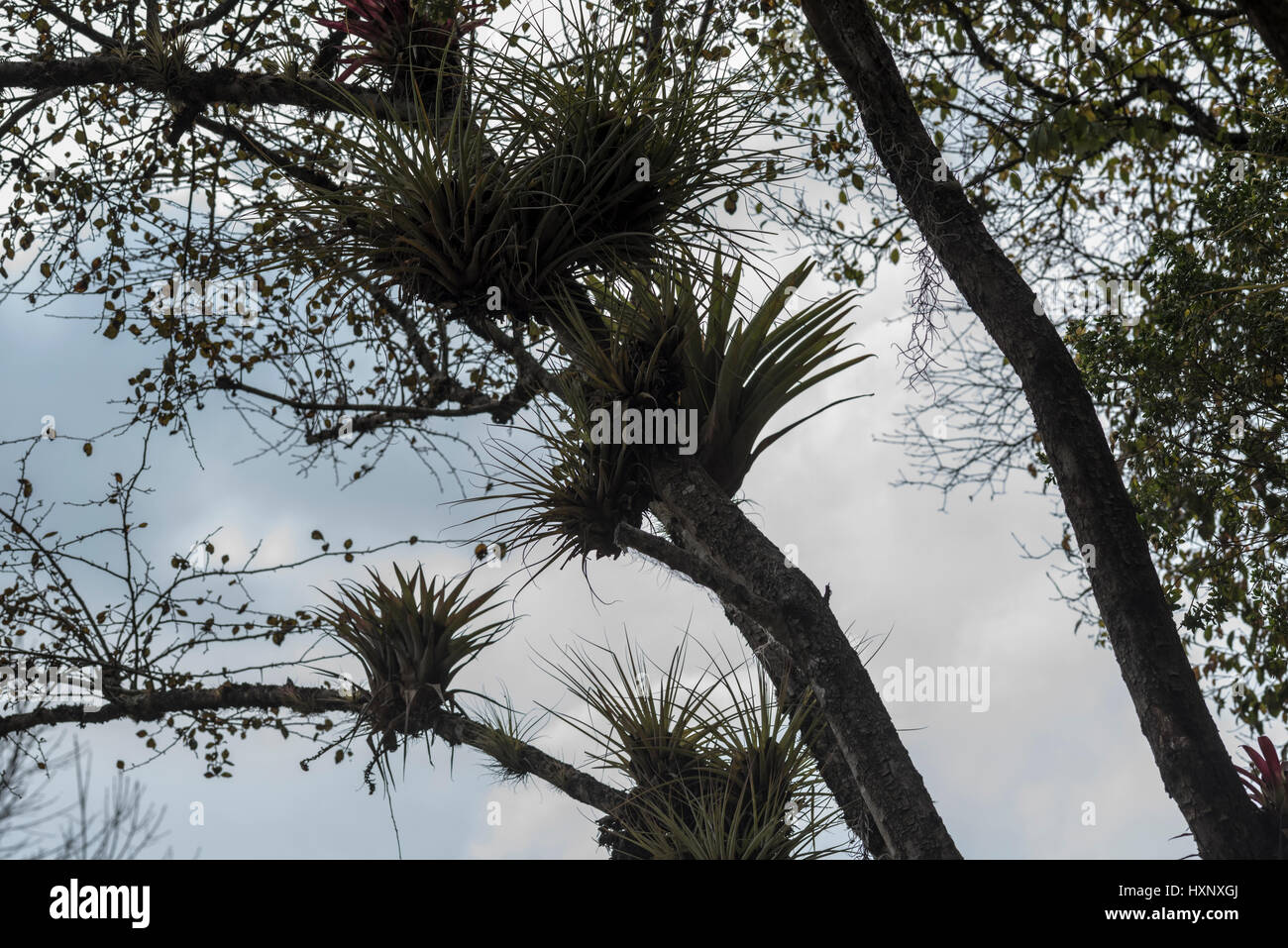 Epiphytic piante che crescono in una struttura ad albero in Chiapas, Messico Foto Stock