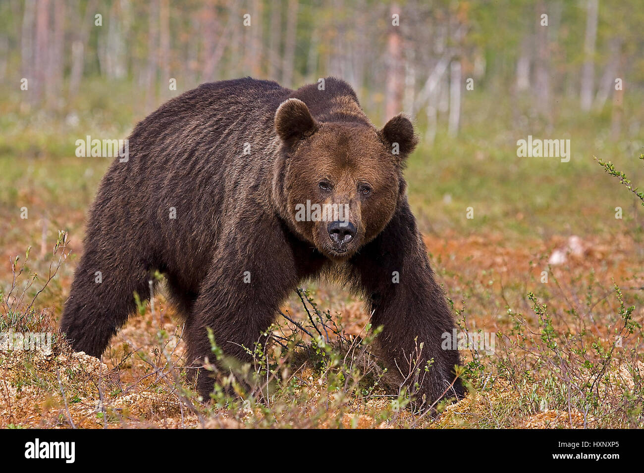 Orso bruno, Finlandia, animale Foto Stock