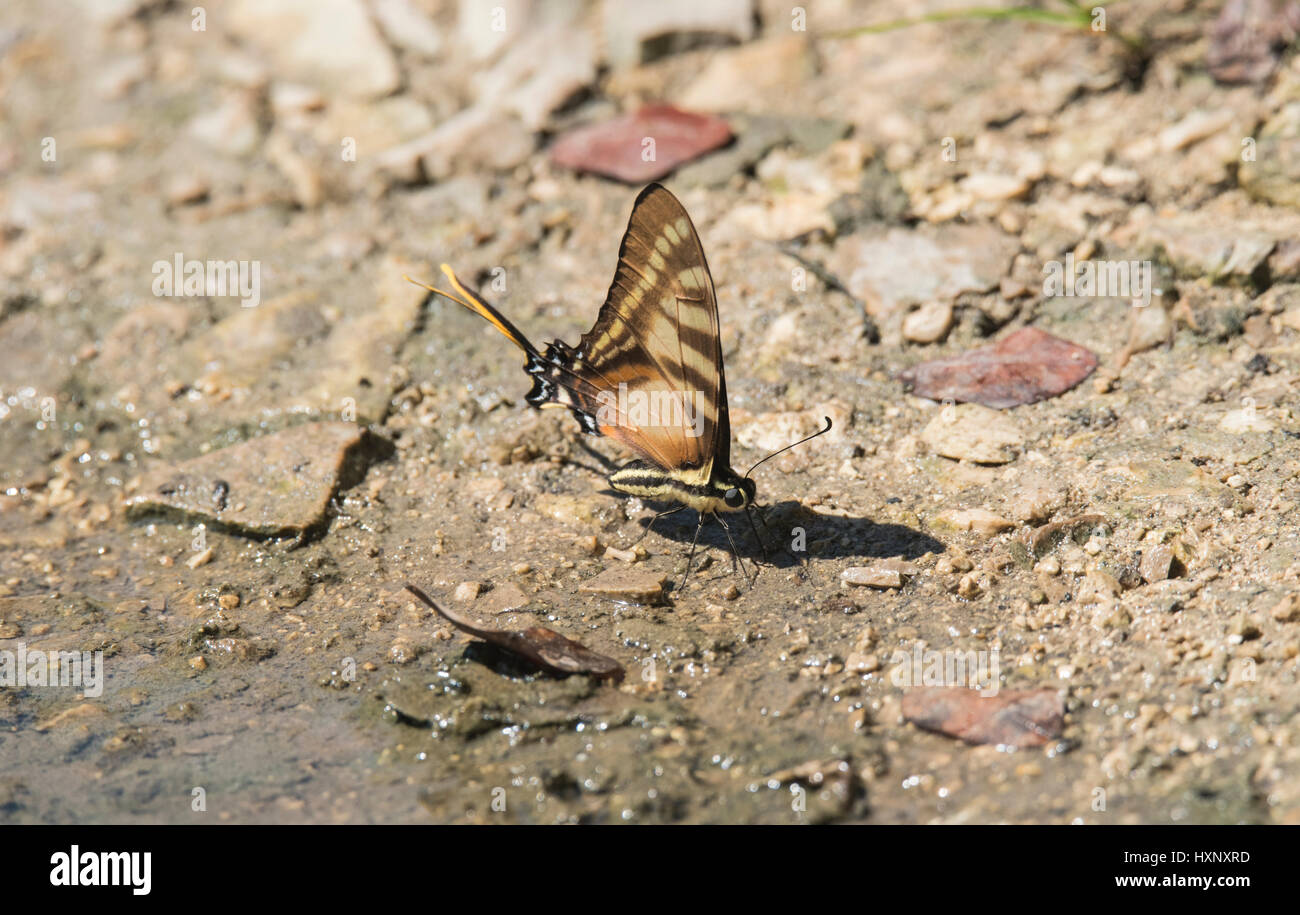 Una coda di Swallowtail arancione di aquilone (Eurytides thyastes) nello Stato del Chiapas, Messico Foto Stock