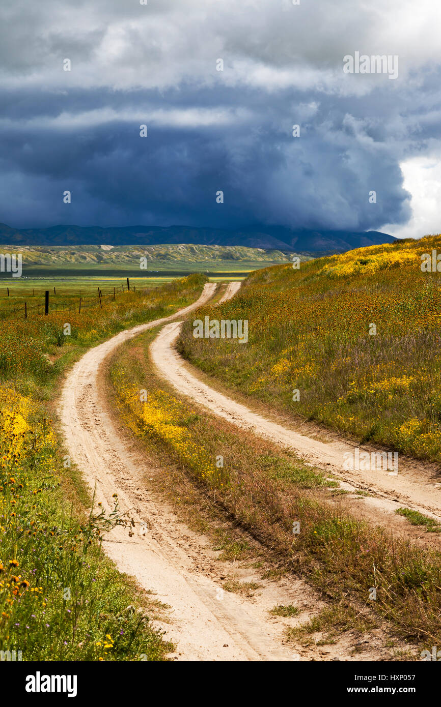 Un percorso sterrato fa il suo modo attraverso i fiori selvatici al Carrizo Plain Monumento Nazionale in California. Foto Stock