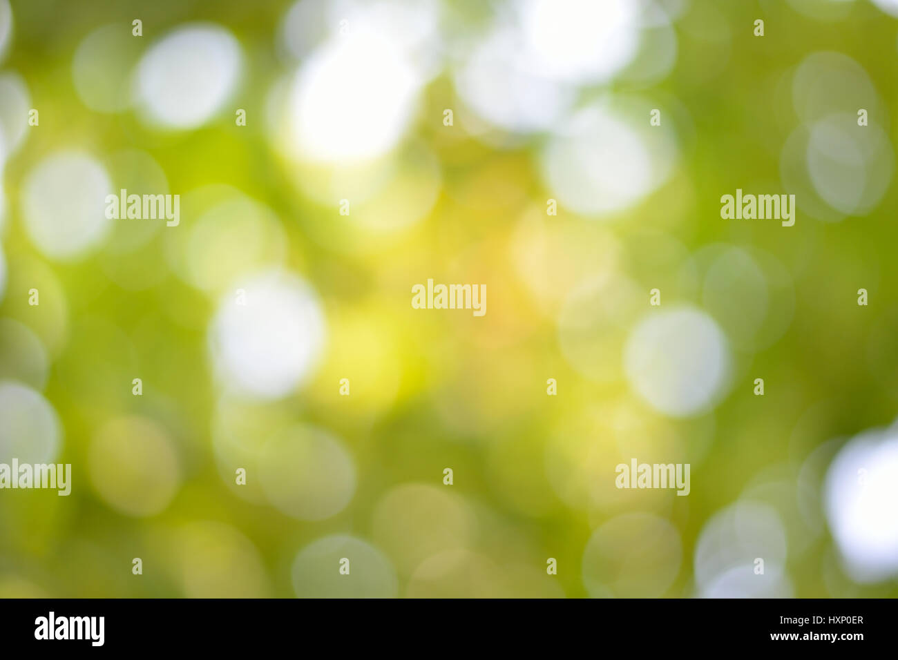 La sfocatura bokeh di fondo di natura verde Foto Stock