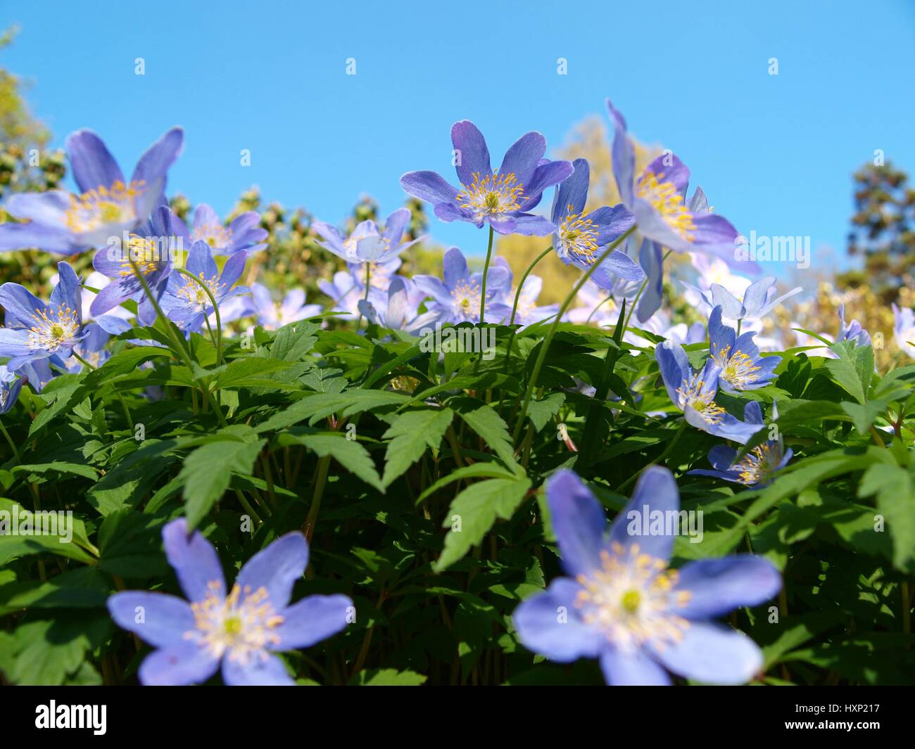 Blue Clematis viticella appartiene alla famiglia di ranuncolo prese a Ness giardini, Neston, Cheshire il 17 giugno 2010. Foto Stock