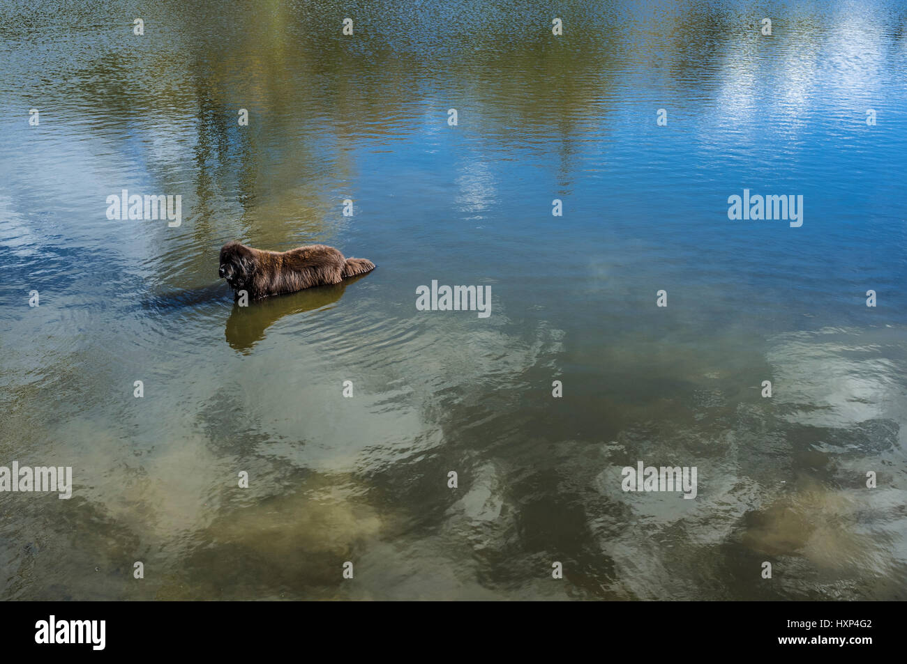 Cane in piedi in un Hampstead Heath Pond Foto Stock
