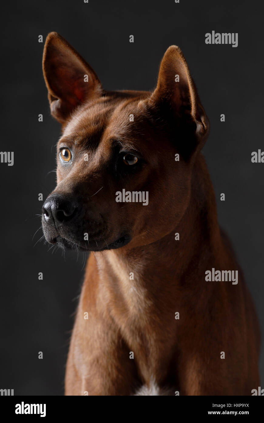 Thai Ridgeback Dog Foto Stock