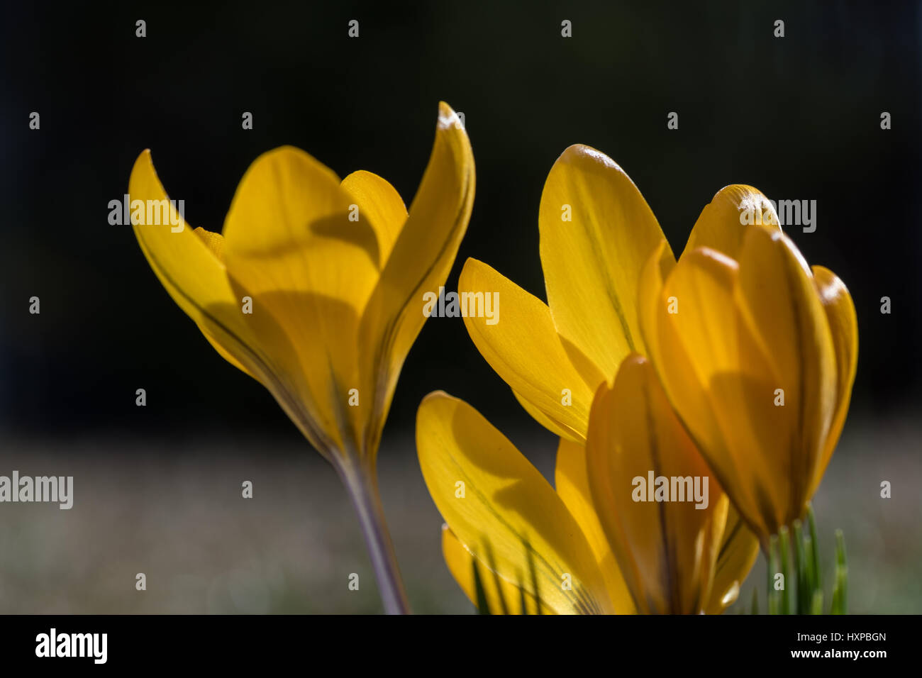 Segni di primavera - giallo crocus fiori closeup Foto Stock