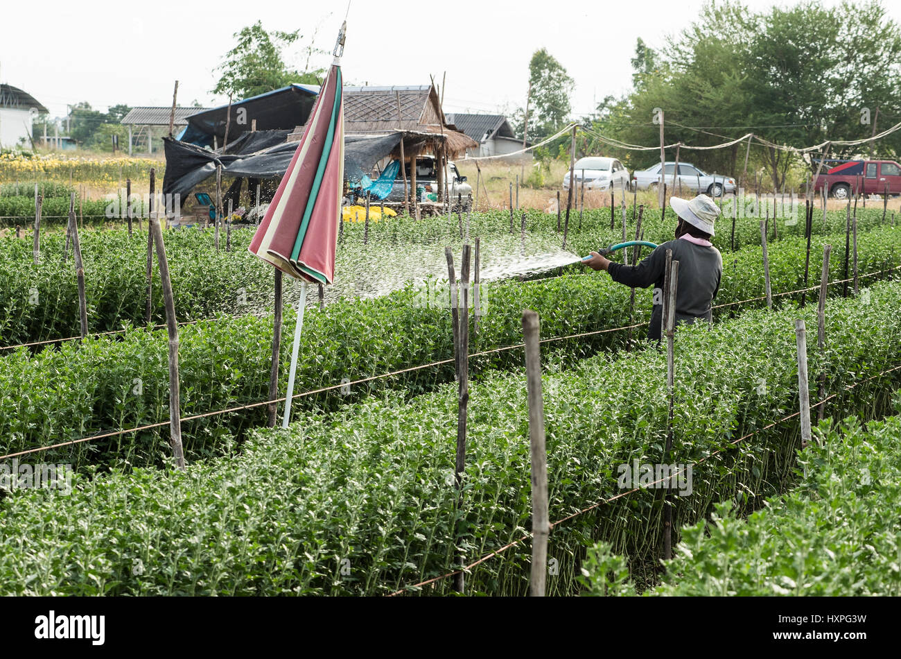Giardiniere irrigazione è l'aiuola mediante il tubo di gomma nella fattoria di campagna. Foto Stock