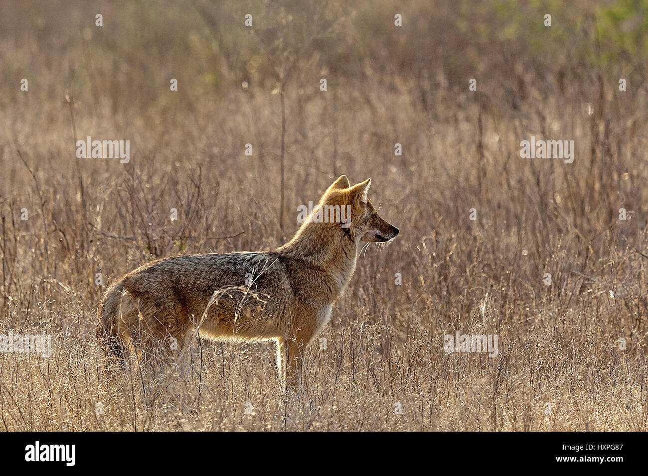 Golden jackal-femmine, Goldschakal-Weibchen Foto Stock
