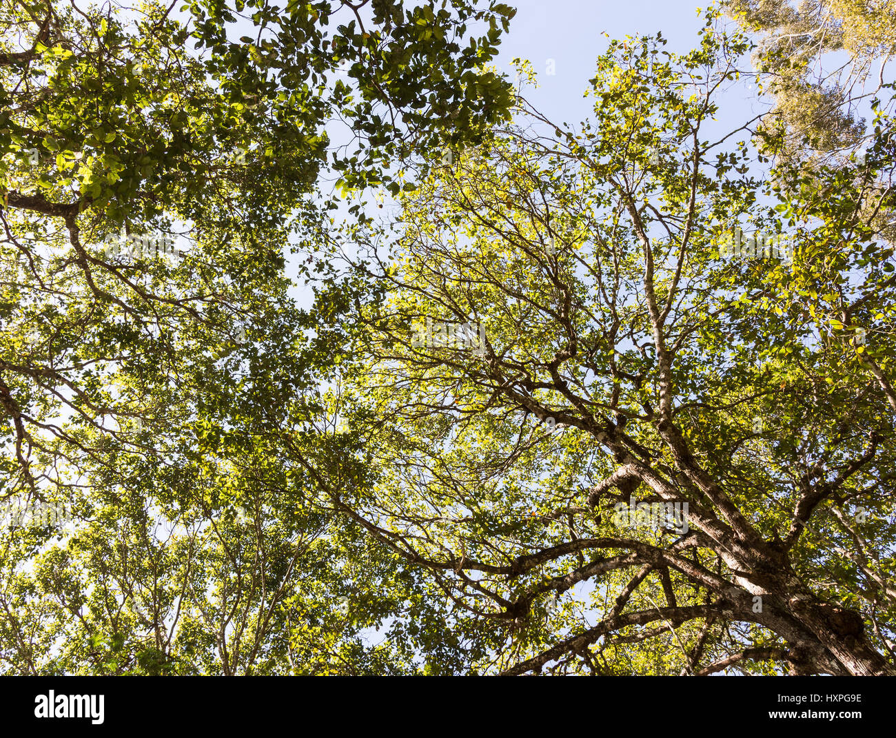 Foglie di complessi tettoia con la filiale di grandi dimensioni della struttura nel parco nazionale. Foto Stock