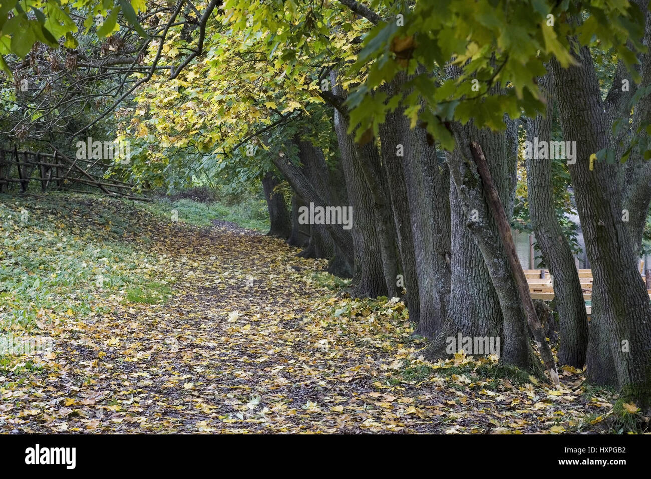 Colorate Autumnally latifoglie sulla riva del Krutyna al più belli del fiume selvaggio di Polonia. Masuern, Herbstlich verfärbte Laubbäume am Ufer Foto Stock