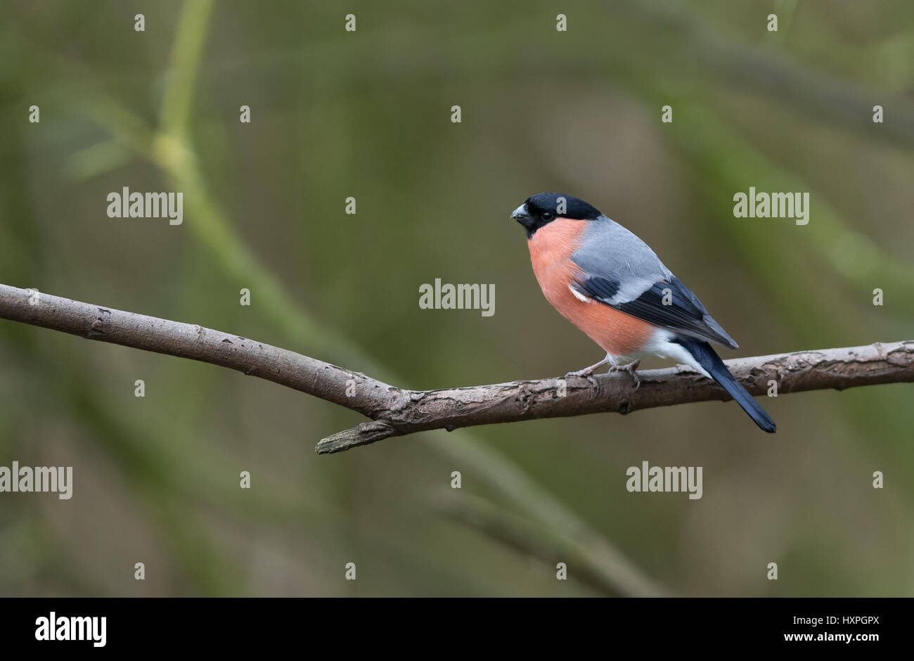 Maschio pyrrhula Bullfinch-Pyrrhula. Molla. Regno Unito Foto Stock
