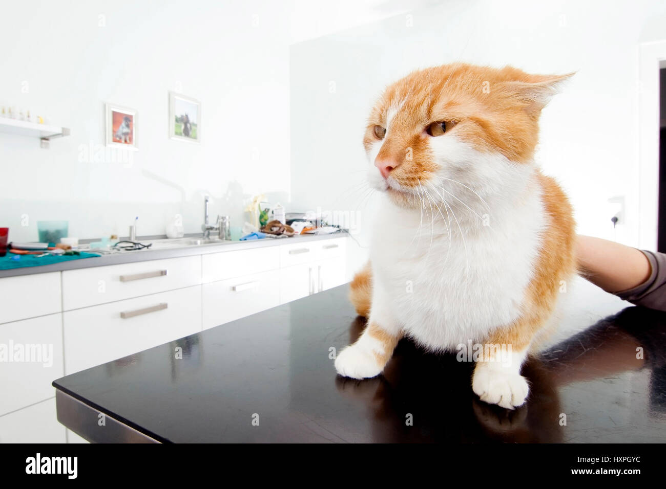 Cat in veterinario in pratica (Pr), Katze in Tierarztpraxis (pr) Foto Stock