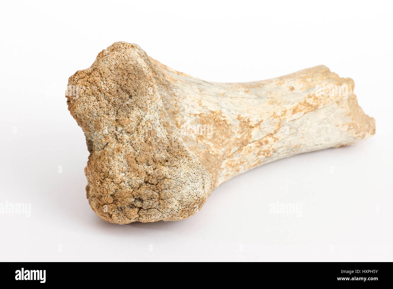 Le ossa di orsi delle caverne, Ursus spelaeus, sito della scoperta: incubo sveva, Knochen eines Höhlenbären, Ursus spelaeus,Fundort: Schwäbische Alb Foto Stock
