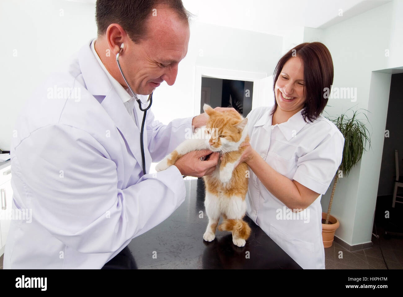 Veterinario e assistente esaminare cat (MR), Tierarzt und Assistentin untersuchen Katze (MR) Foto Stock