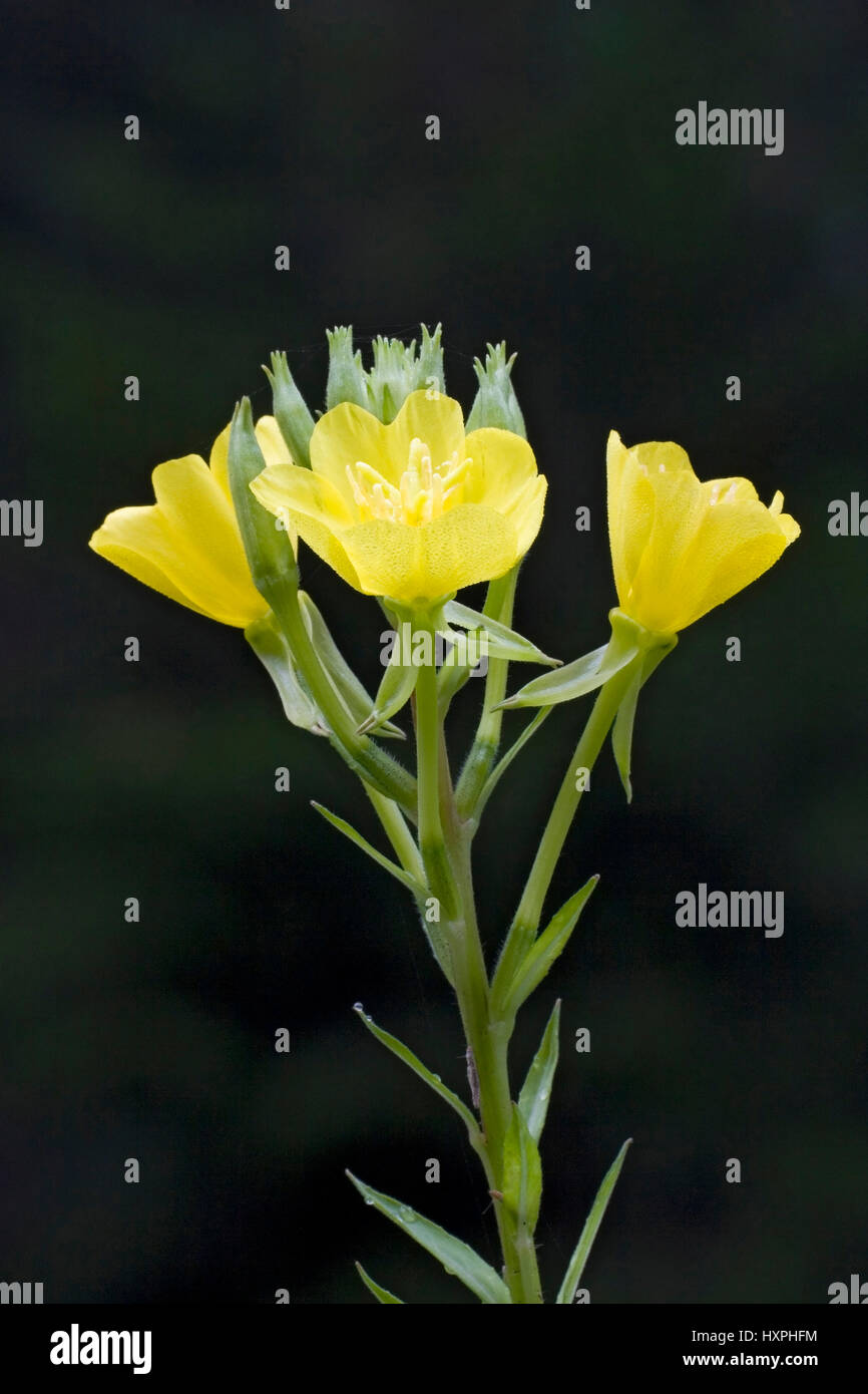 Al solito notte candela, Oenothera biennis, Gewöhnliche Nachtkerze,Oenothera biennis Foto Stock