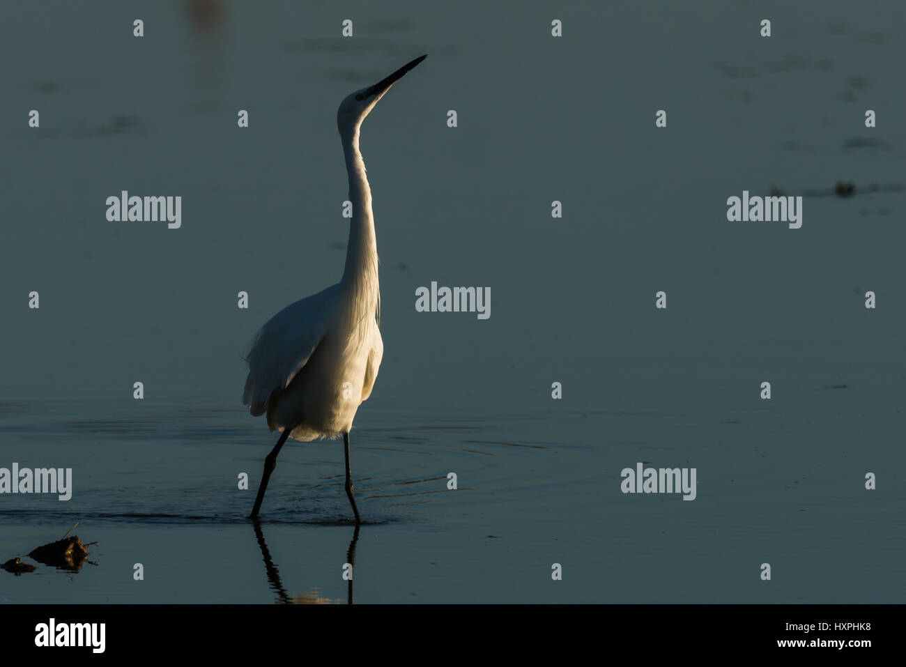 Garzetta a turf war - Egretta garzetta Foto Stock