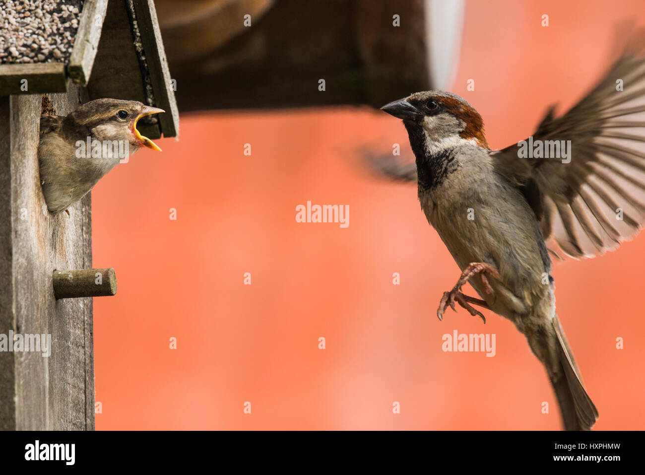 Casa passero alimentazione dei giovani bird in scatola di nido Foto Stock