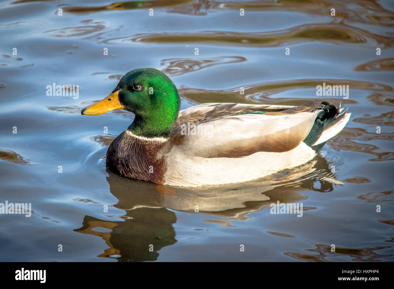 Maschio di Mallard duck nuotare in un stagno di High Park - Toronto, Ontario, Canada Foto Stock