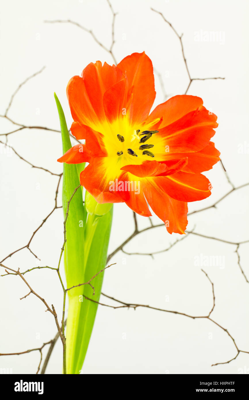 Chiusura del pappagallo orange tulip flower, il gambo e le foglie con finemente ramificato rametti. Foto Stock
