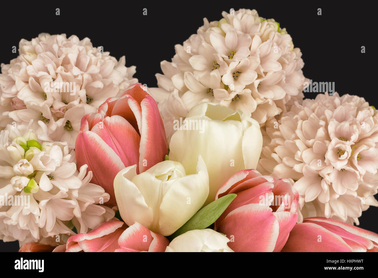 Disposizione dei tulipani e fiori di giacinto, trasformati con filtro di foto a colori di mute. Foto Stock