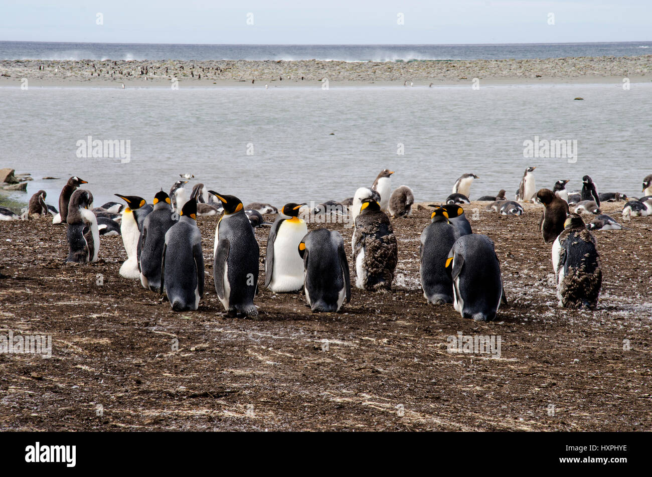 Pinguino reale - Aptenodytes patagonicus - colonia di pinguini re delle Isole Falkland Foto Stock