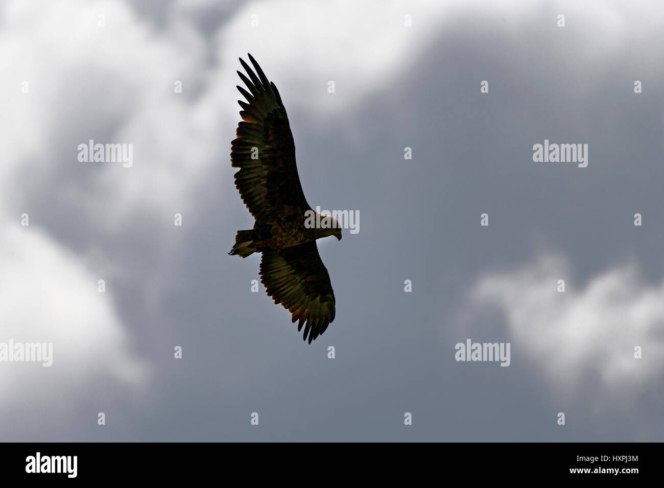 Snake Marrone-eagle (Circaetus cinereus) in volo, il Parco Nazionale Kruger, Sud Africa Foto Stock