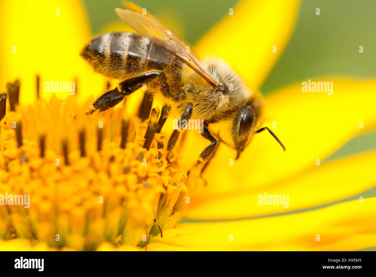 Honeybee, Apis melifera, famiglia della vera e propria API (Apidae), tipo di api da miele (API), Honigbiene, Familie der Echten Bienen (Apidae), Gattung der H Foto Stock